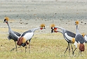 Grey Crowned Crane_HBB4141